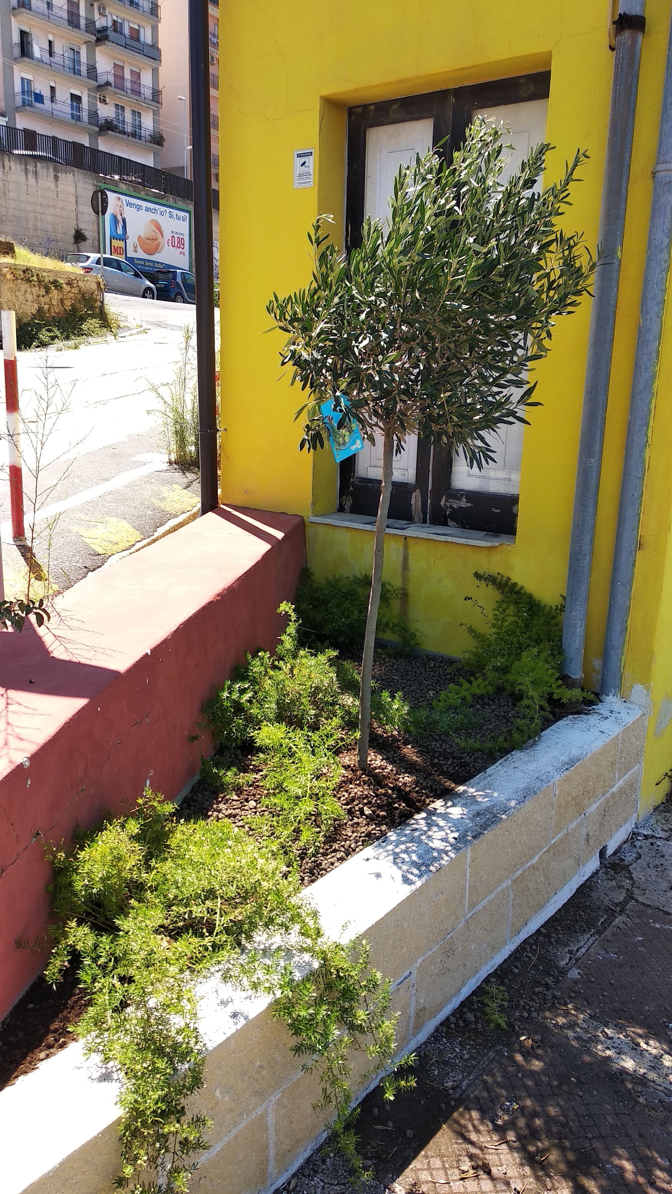 A yellow building with a small tree in a planter, a red step, and a window with a sign.