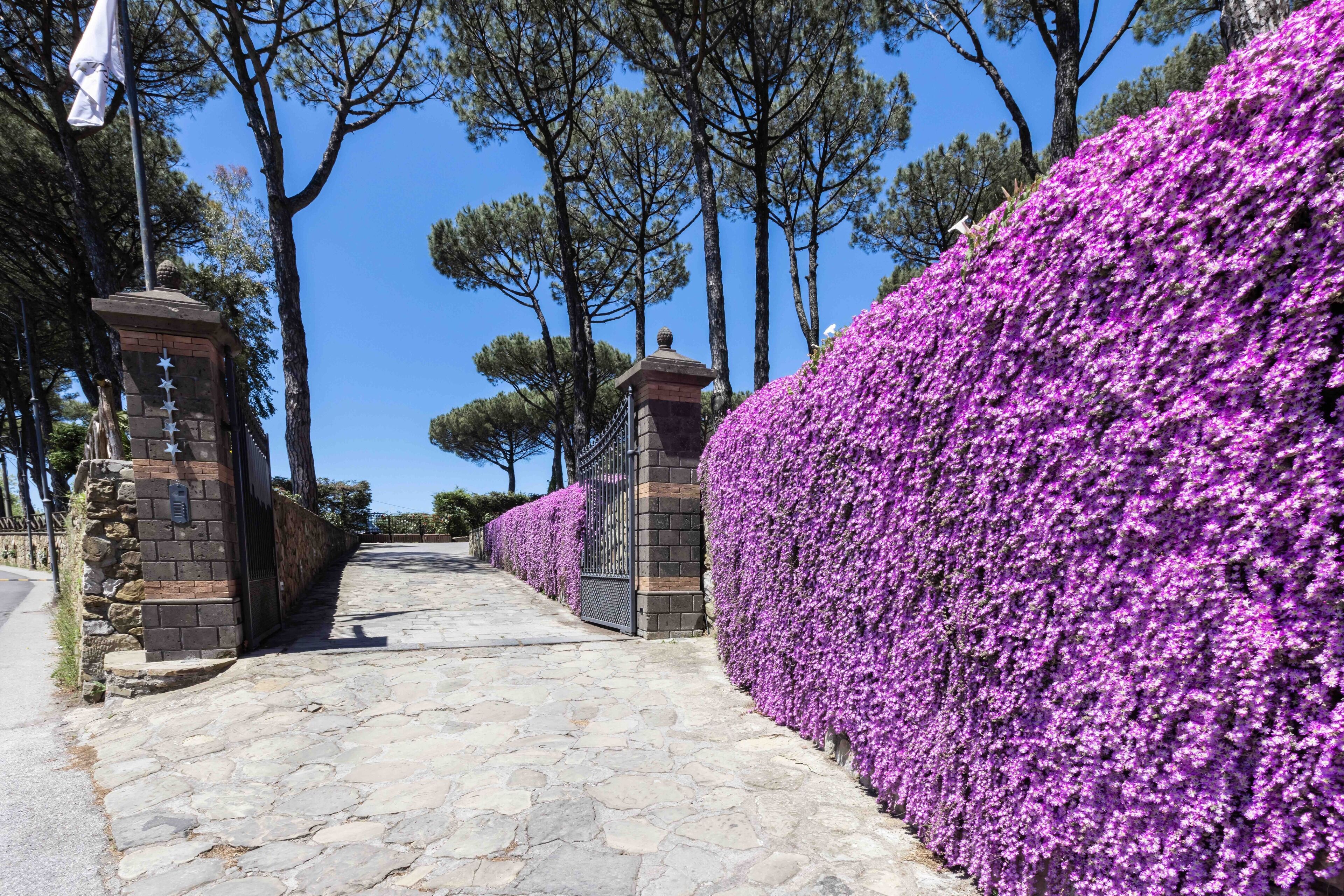 A stone pathway leading to a gated entrance with a brick wall covered in purple flowers.