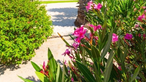 Ein Poolbereich mit einer Palme, umgeben von Grün und rosafarbenen Blüten.