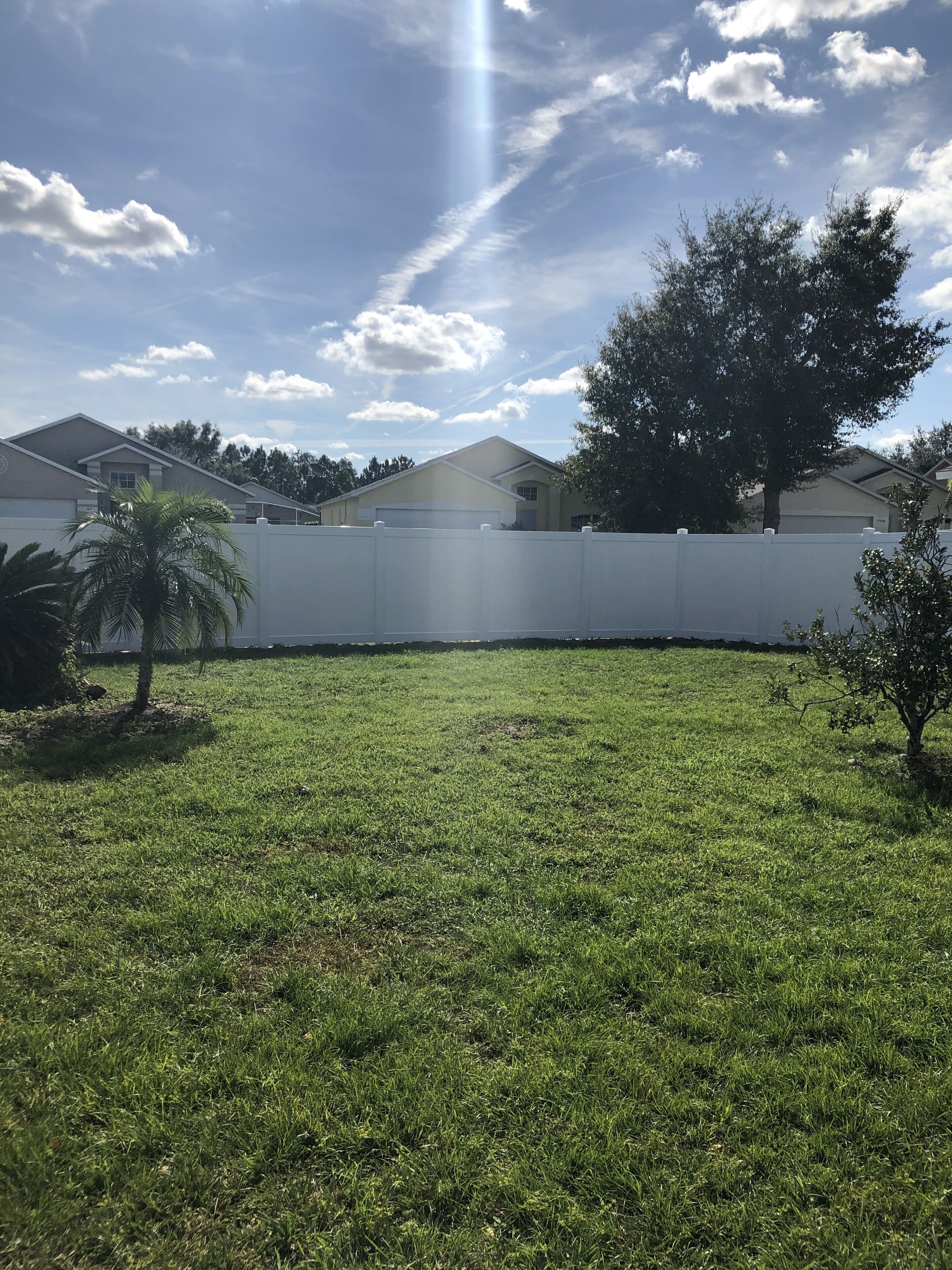 A grassy yard with a white fence, a palm tree, and a large tree.