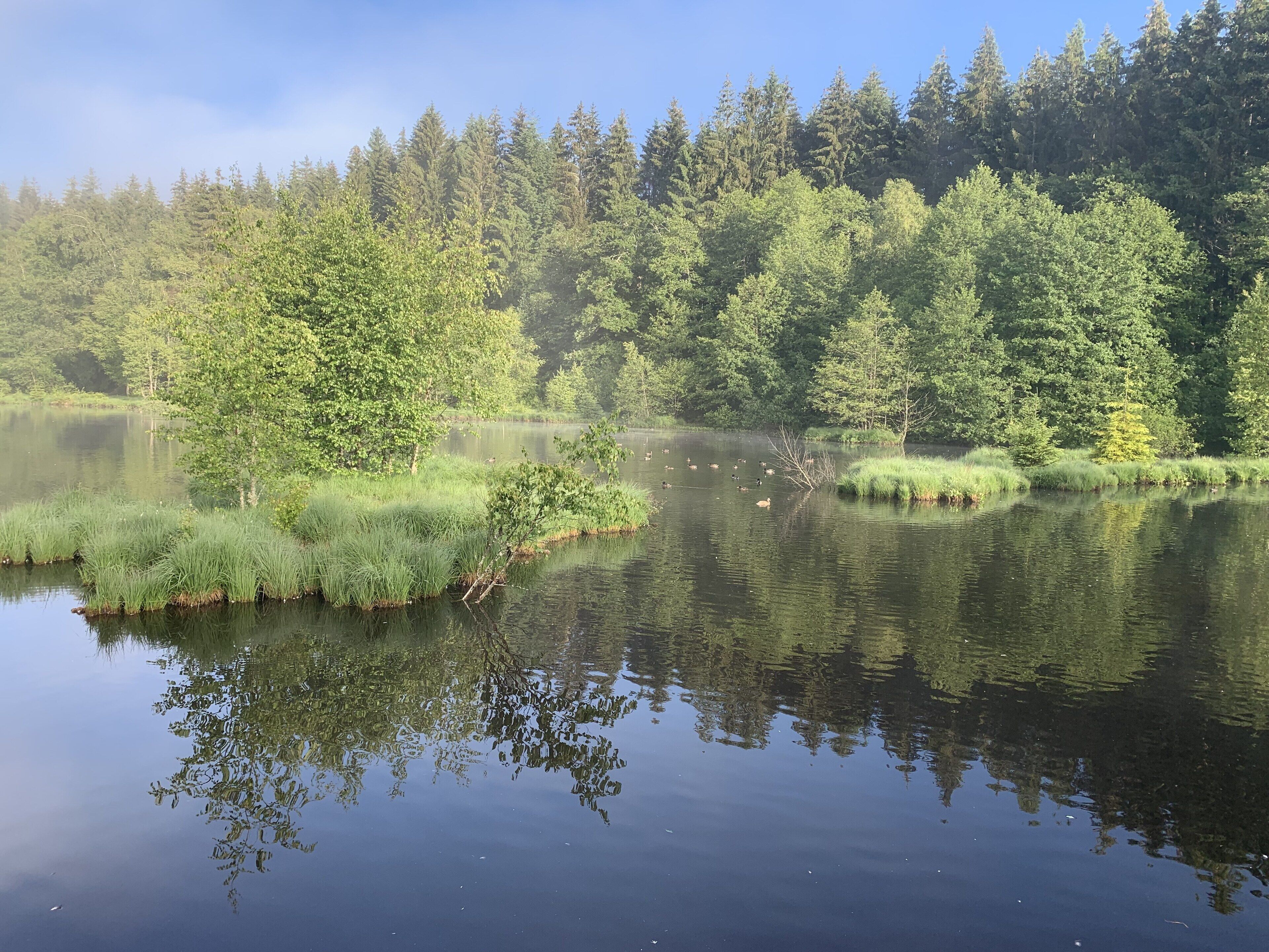 Un lac paisible, entouré d’une forêt dense.