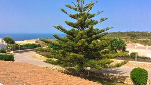 Un pin dans un espace paysager, avec vue sur la mer et des bâtiments en arrière-plan.