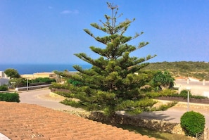 Un pin dans un espace paysager, avec vue sur la mer et des bâtiments en arrière-plan.