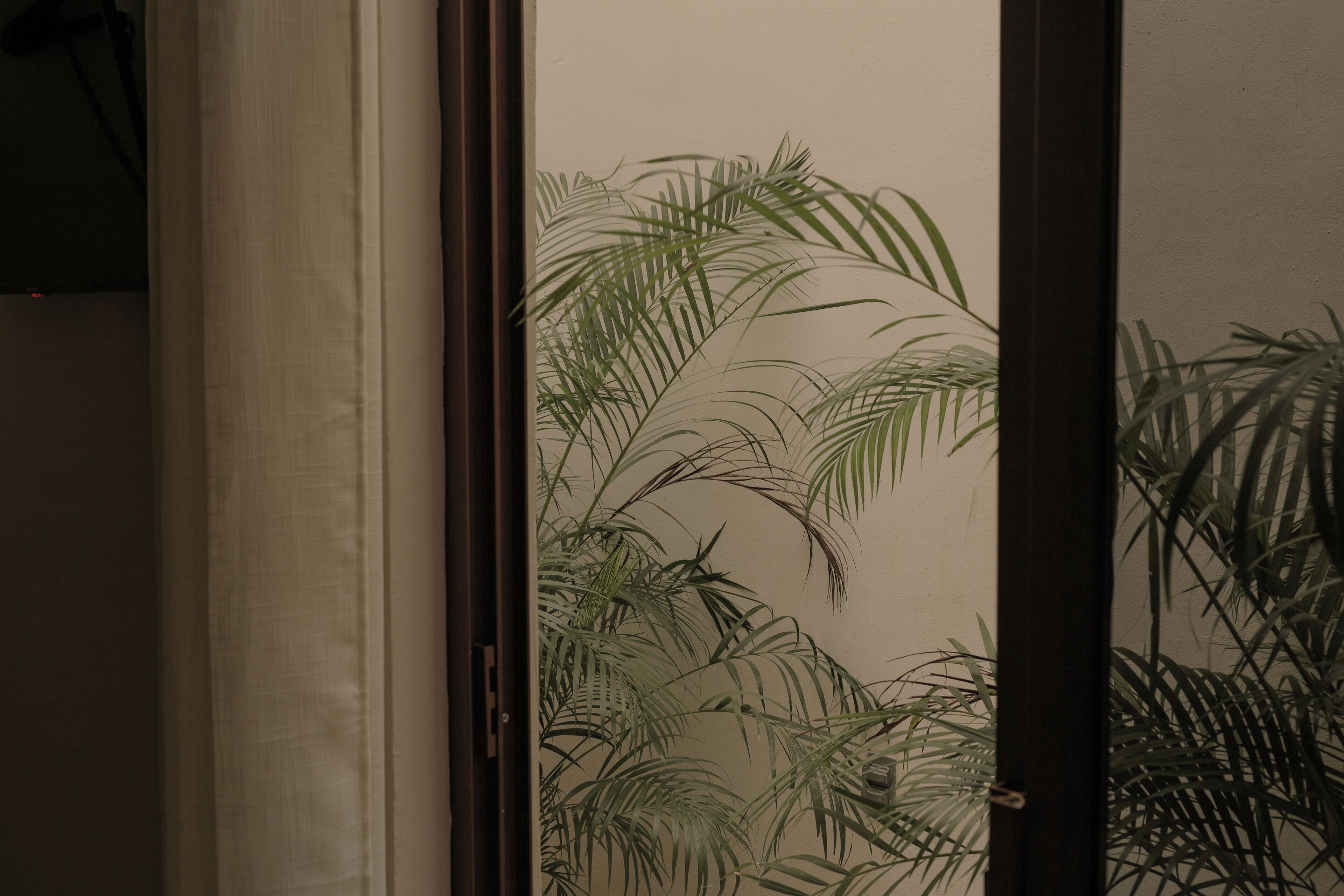 A room with a view of palm trees through a window, a curtain, and a door frame.