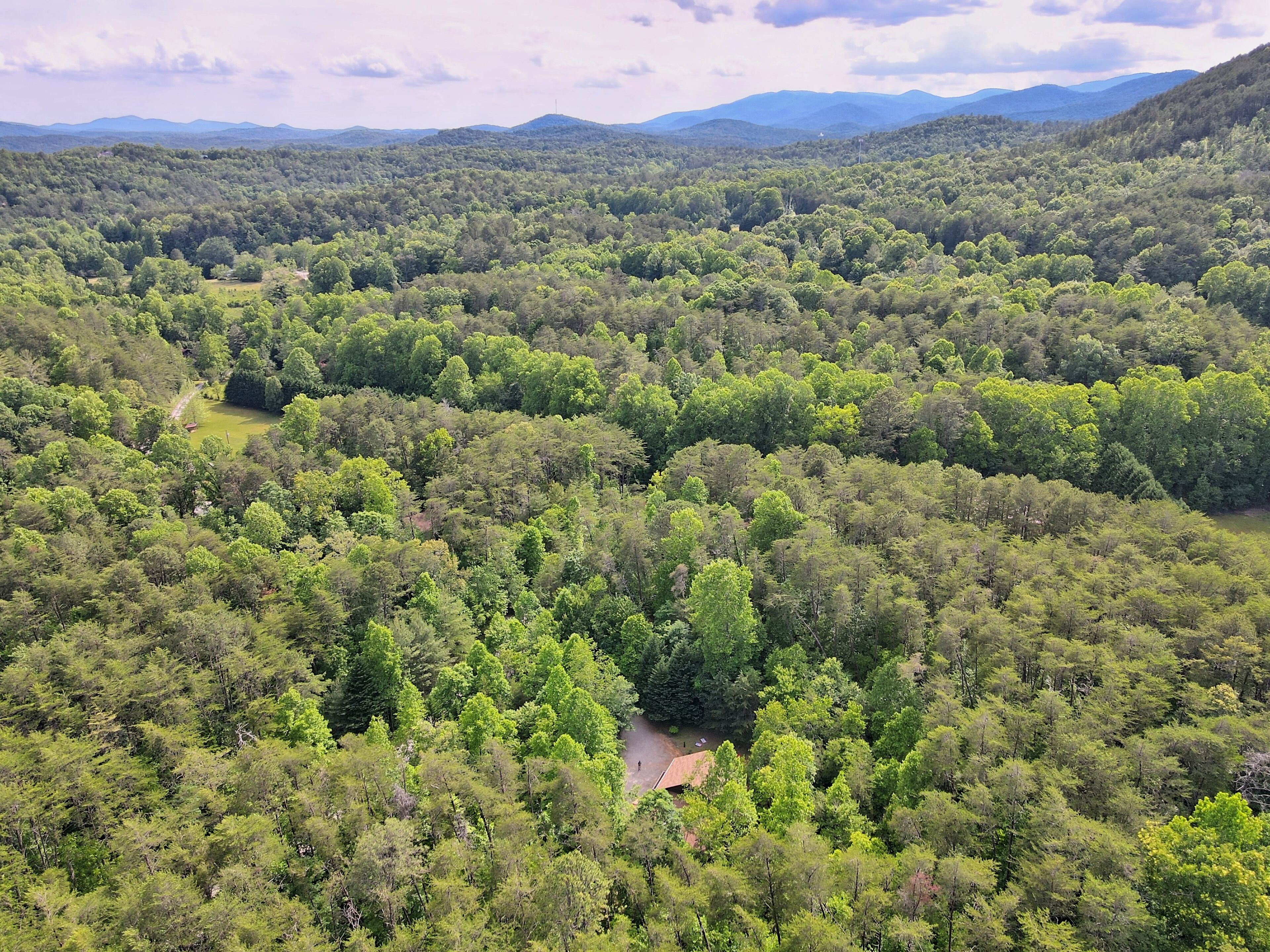 An aerial view of a dense forest with a clear path leading to a small building.