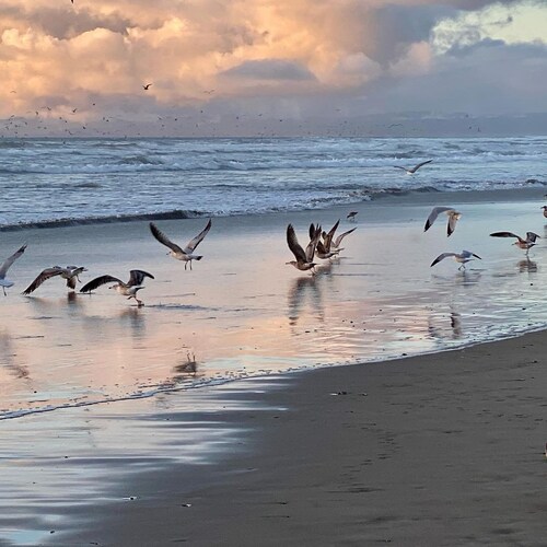 Beautiful Oceanfront, just steps to the beach, Fireplace, Remote location