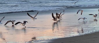 Beautiful Oceanfront, just steps to the beach, Fireplace, Remote location