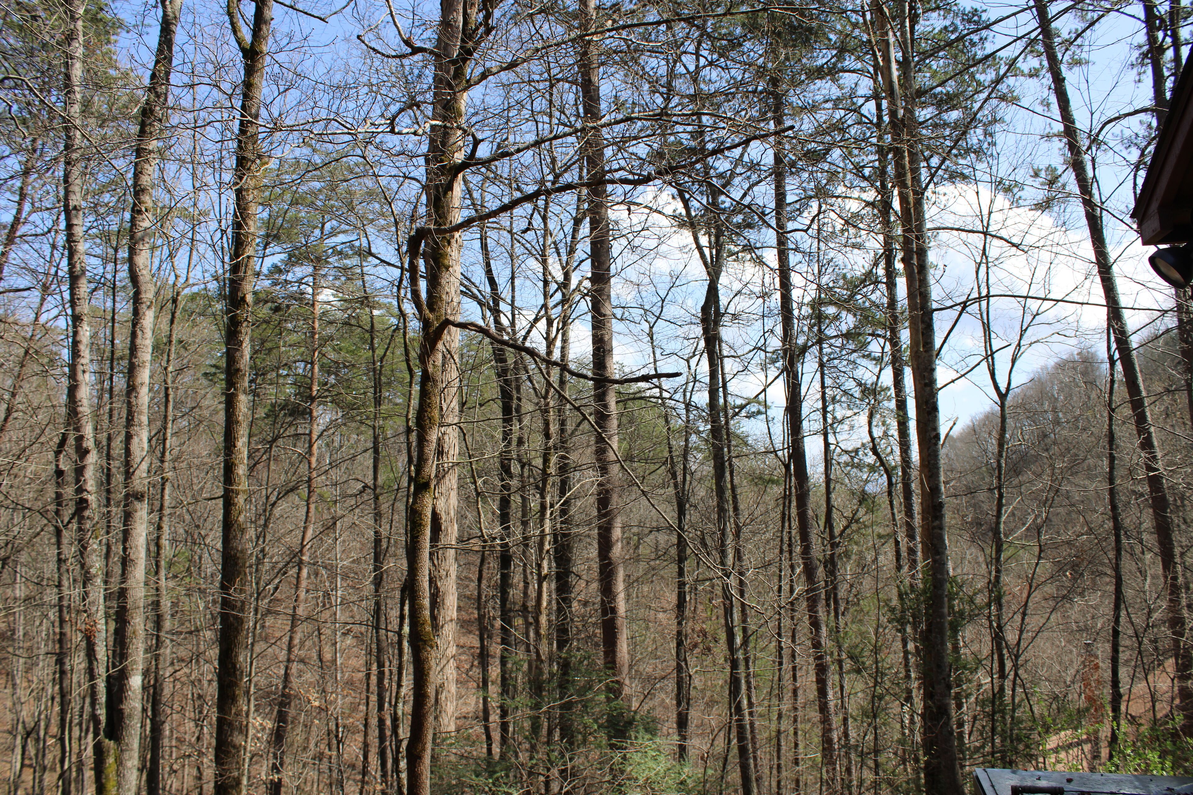 A dense forest with tall trees and a clear sky.