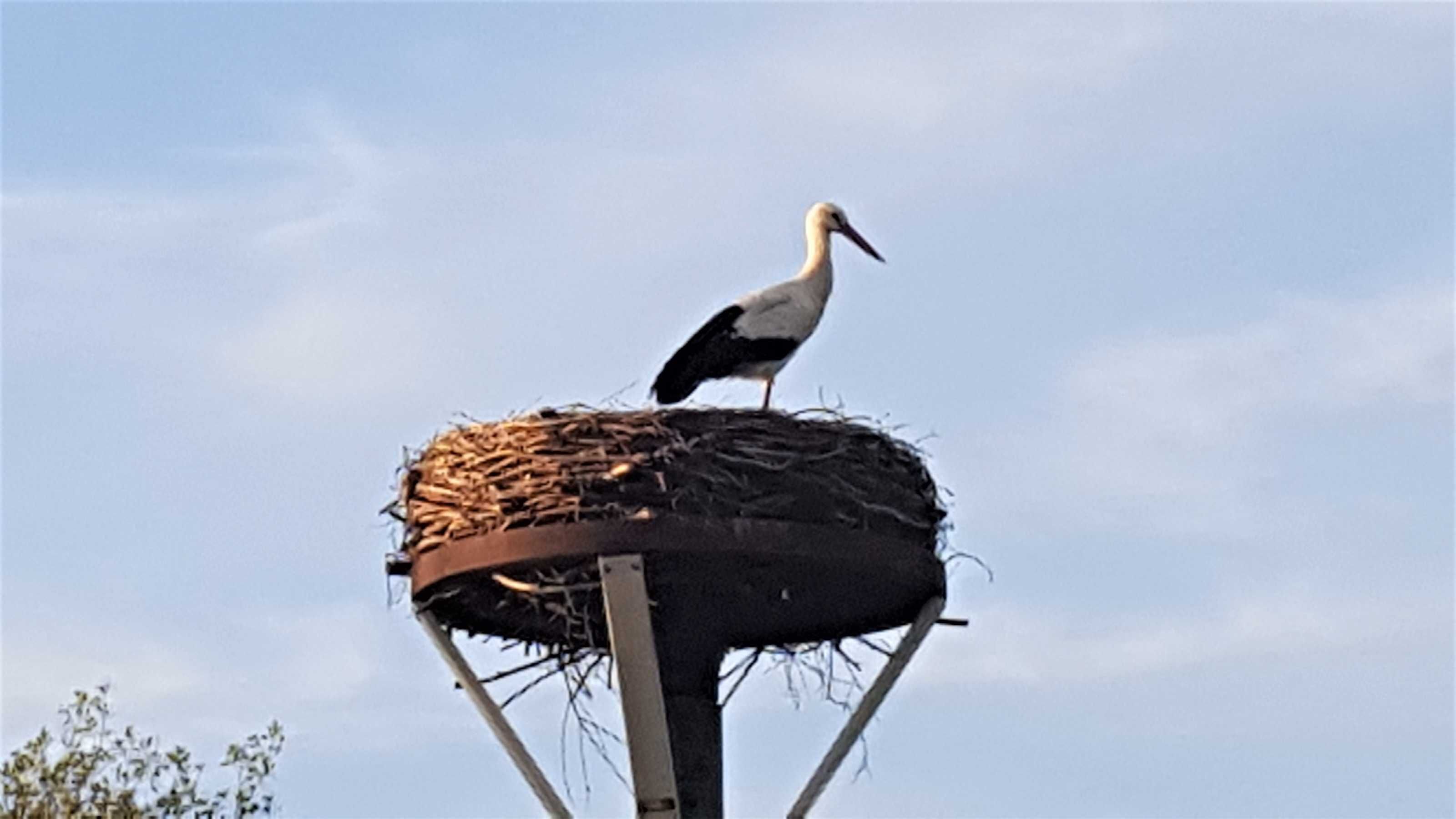 Unser erster Storch auf unserem Grundstück