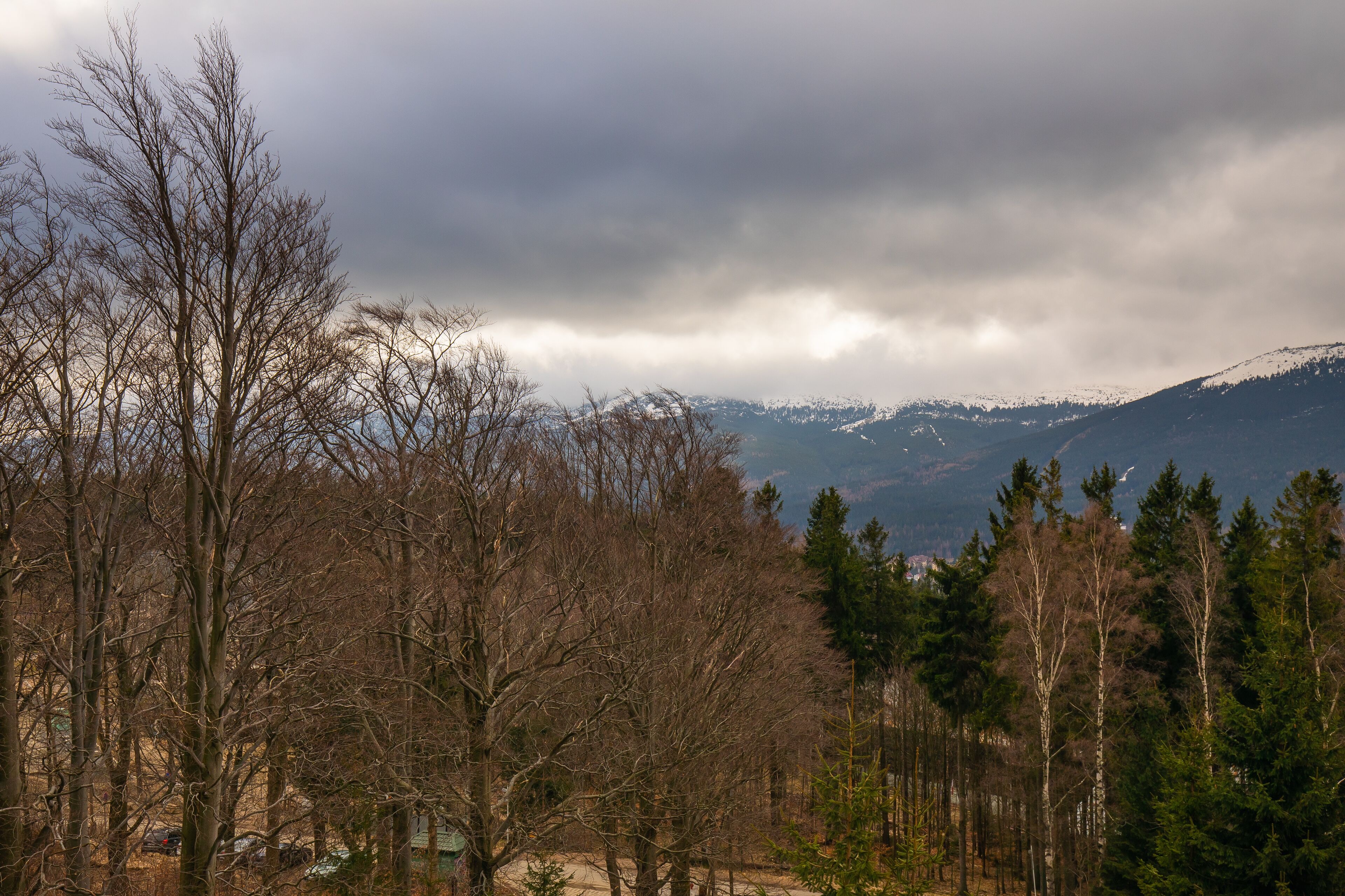 A forested landscape with mountains in the background.