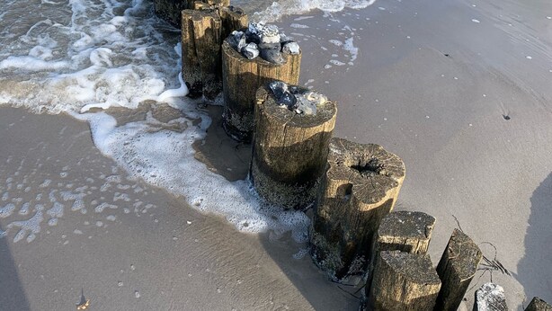 A wooden groyne extending into the sea with waves crashing against it. - Ferienwohnung Weidenblick (Barth)