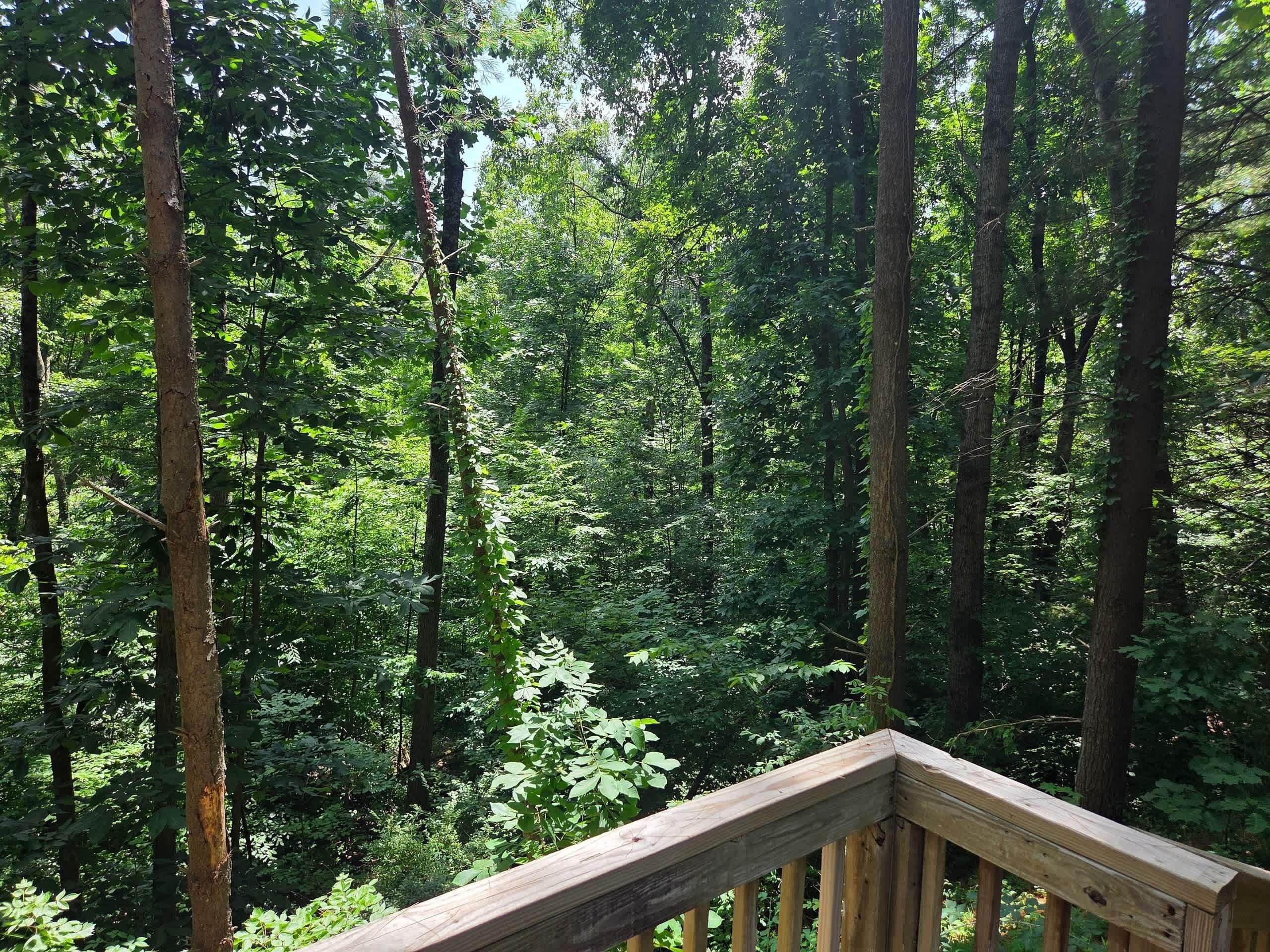 A forested area with a wooden deck.