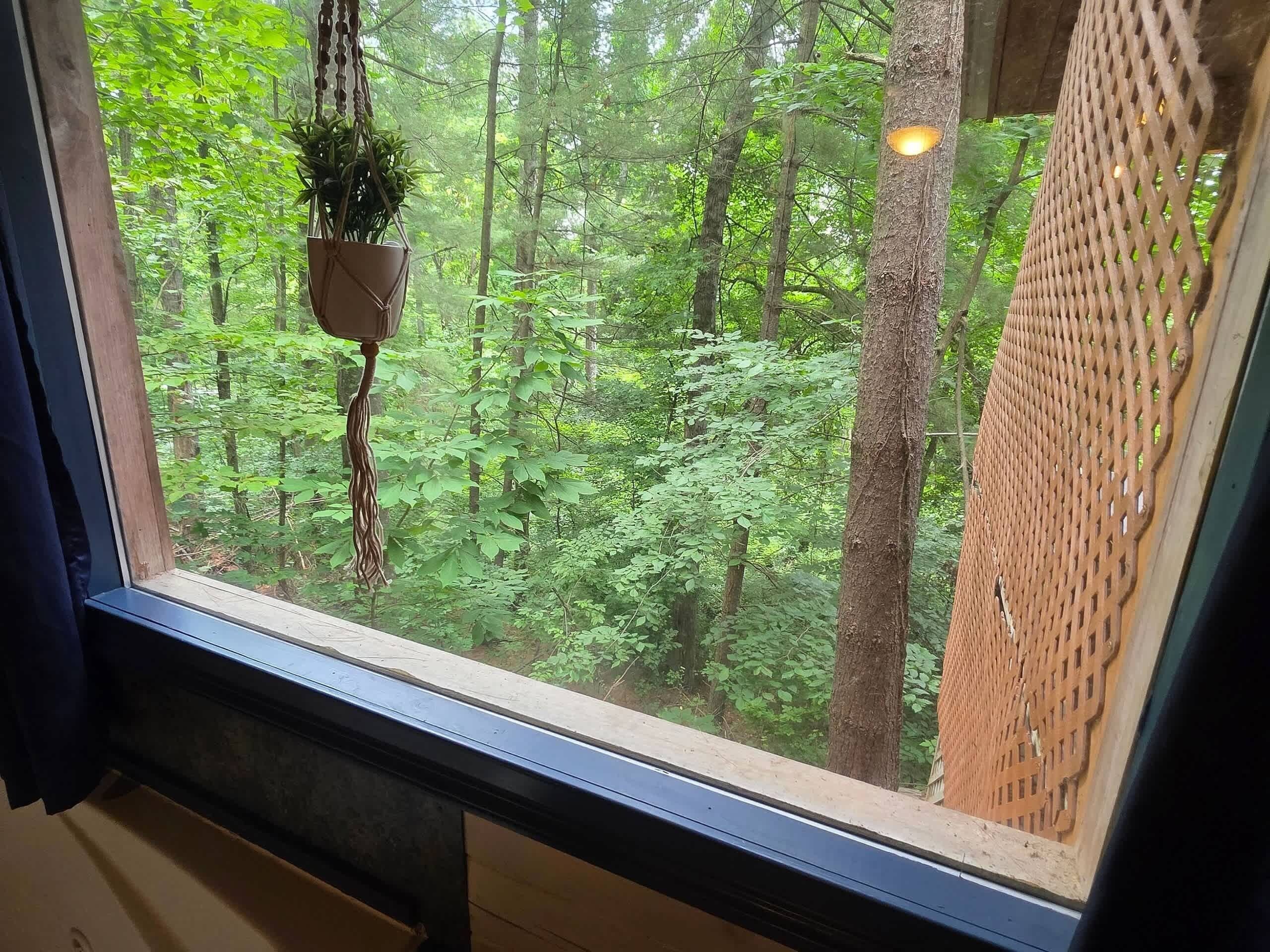 A window with a view of a dense forest, a hanging plant, and a lattice structure.