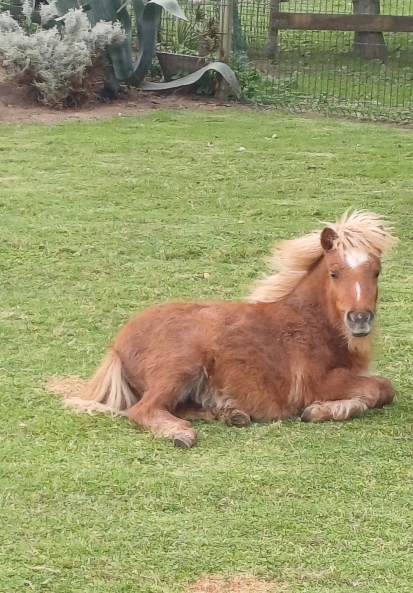 Ein braunes Pferd liegt auf einer grünen Wiese.