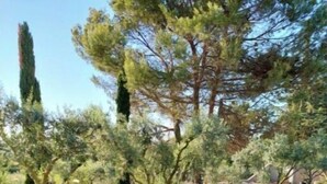 Ein Garten mit Kiesweg, verschiedenen Sträuchern und Bäumen.
