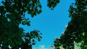 Une piscine entourée d’arbres et un petit bâtiment avec une porte rouge.