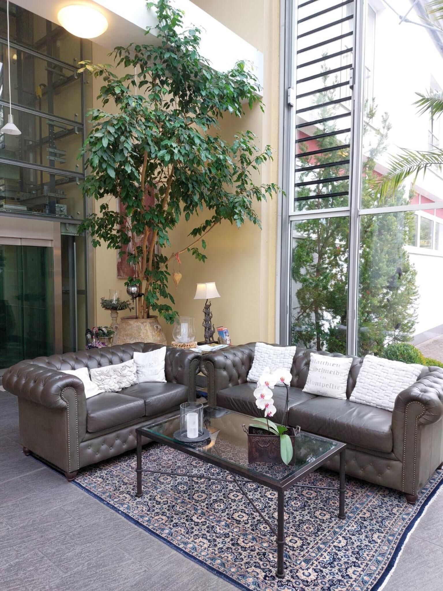 A modern living room with a leather sectional sofa, a glass coffee table, and a large potted plant.