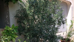 A garden area with various potted plants, a concrete pathway, and a wall with a door.