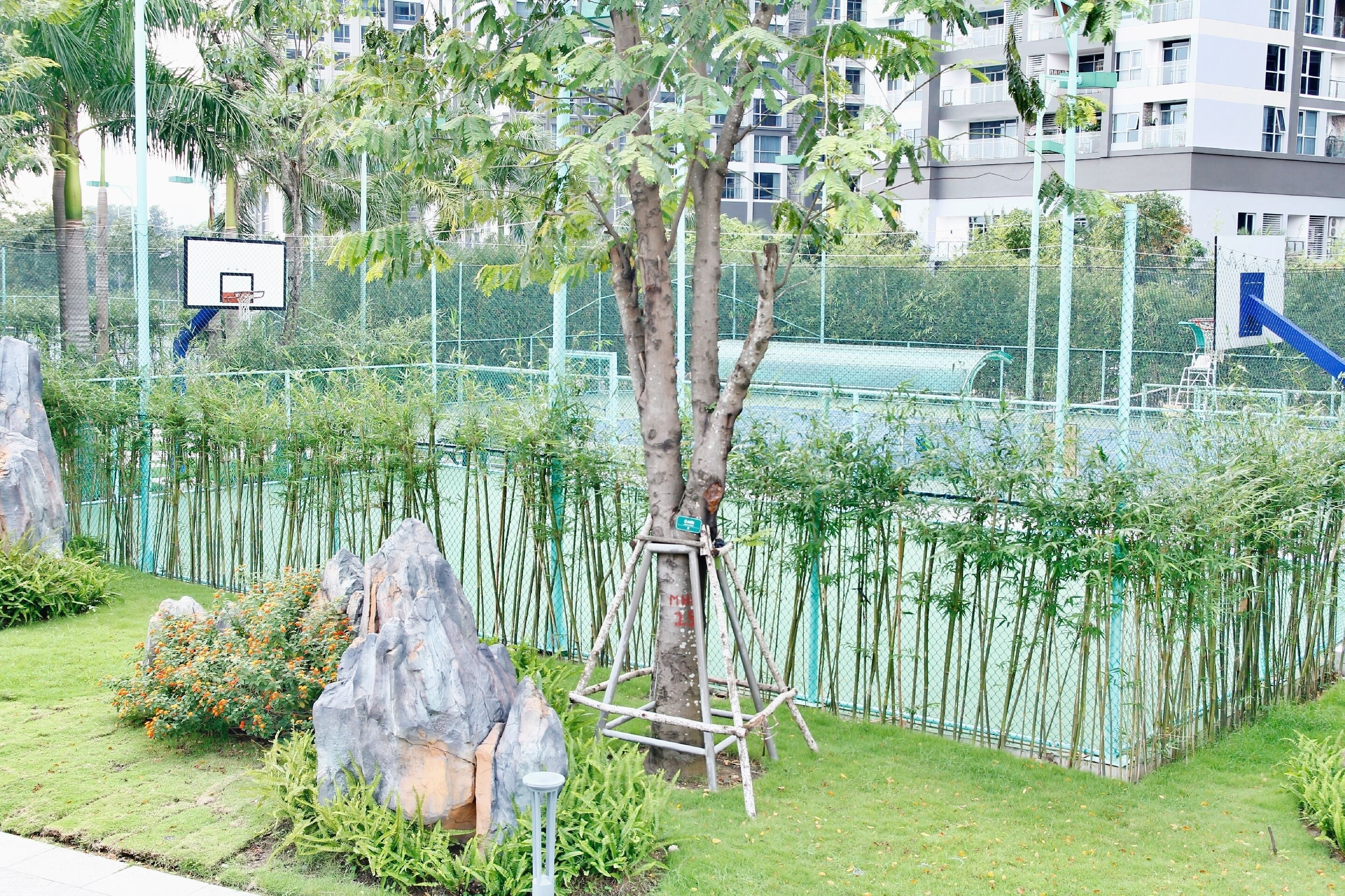 A basketball court with a hoop, surrounded by a bamboo fence and trees.