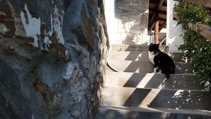 A cat on a stone staircase with a rustic stone wall on one side and a wooden structure on the other. - Petrino1880 Sea-vacation Apartment in Chalkidiki (Sithonia)