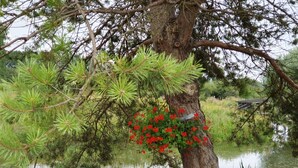 A tree with red flowers and green foliage by a calm pond.