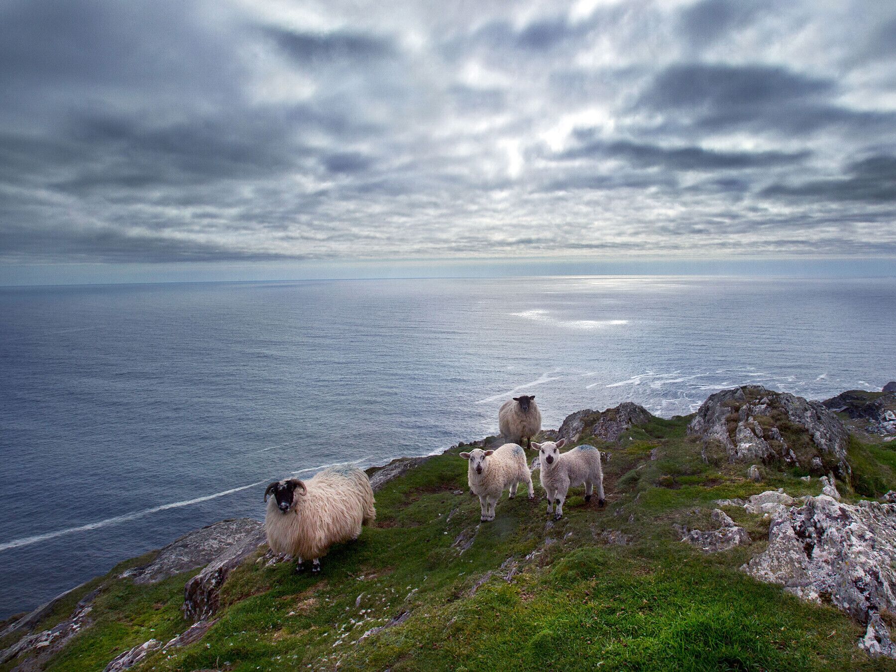 Kustlandschap met schapen op een grasheuvel met uitzicht op de zee.