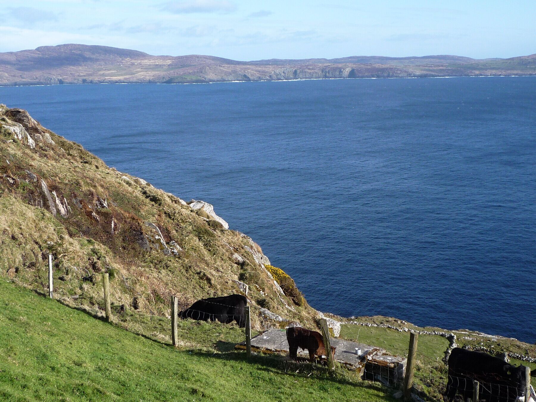 Un paysage côtier avec des vaches qui paissent, une colline herbeuse et une vue sur la mer.