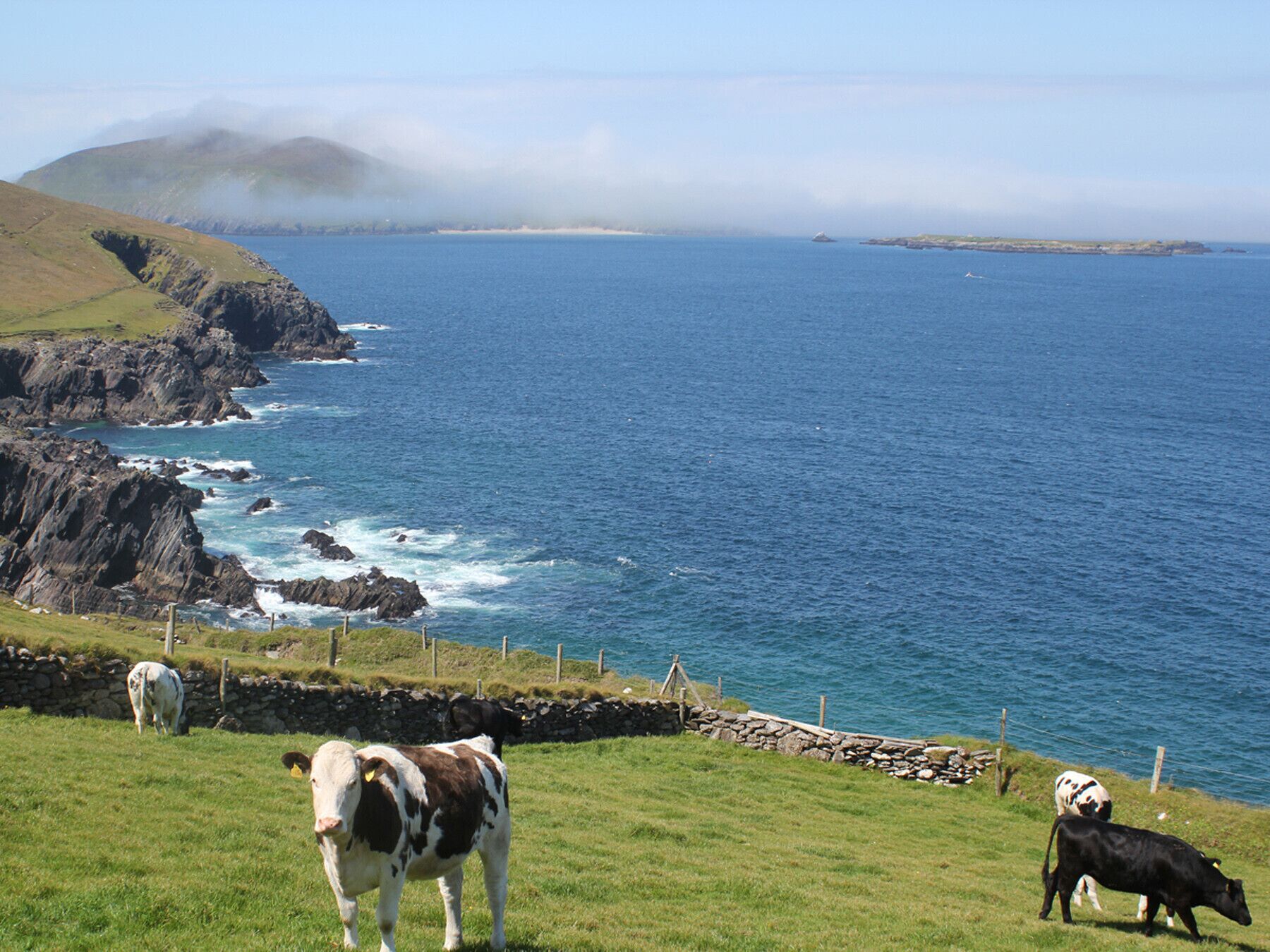 A coastal landscape with grazing cows, a stone wall, and a view of the sea.