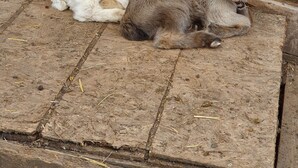 Two goats resting on a wooden floor with a wooden wall in the background. - Rosenhäuschen Nostalgie 4-star vacation home (Kirnsulzbach)