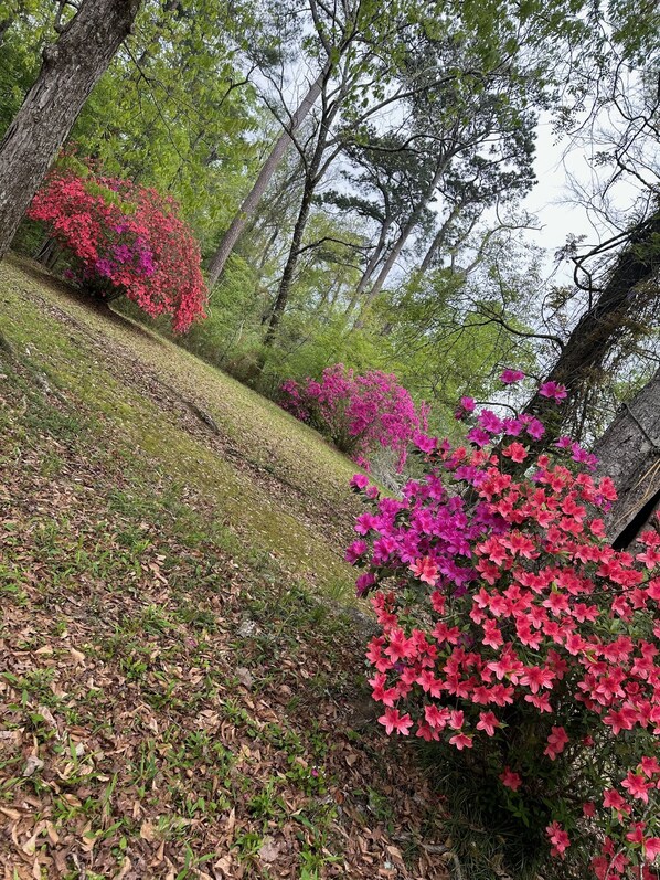 Un sendero serpentea por un parque con árboles y arbustos florecientes.
