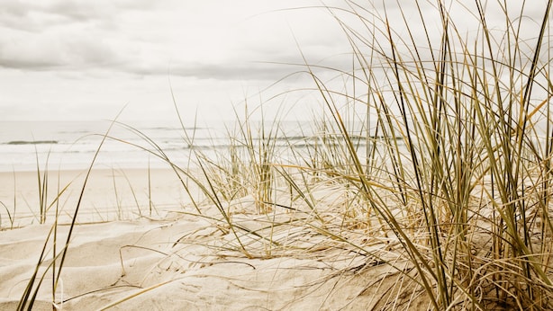 Ein Sandstrand mit hohem Gras und einem bewölkten Himmel.