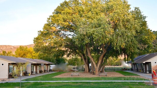 A large tree in a courtyard with two buildings, benches, and a small water feature.