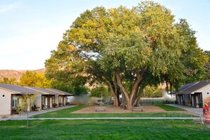 Ein großer Baum in einem Innenhof mit zwei Gebäuden, Bänken und einem kleinen Wasserspiel.