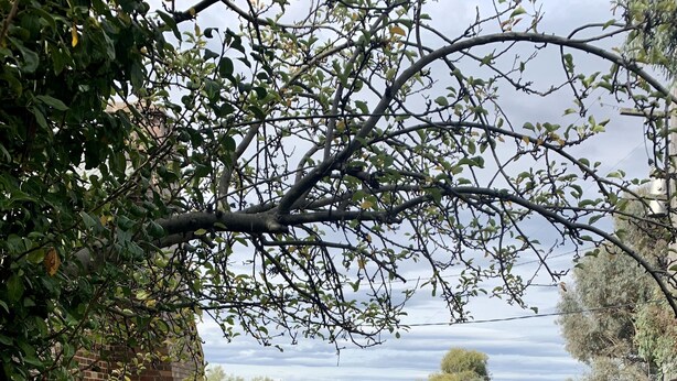 A brick-built structure with a stone bench and a fire pit in a garden with a view of the sea. - Dog Friendly Snowy Mountains Cottage on Acres (Berridale)