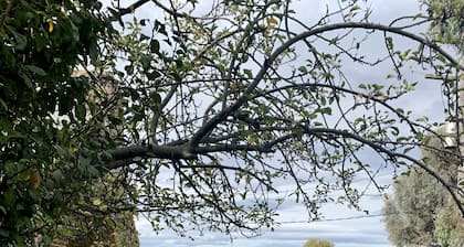 Dog Friendly Snowy Mountains Cottage on Acres