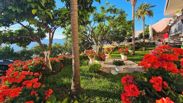 Un jardin avec des palmiers, des fleurs rouges et une table jaune.