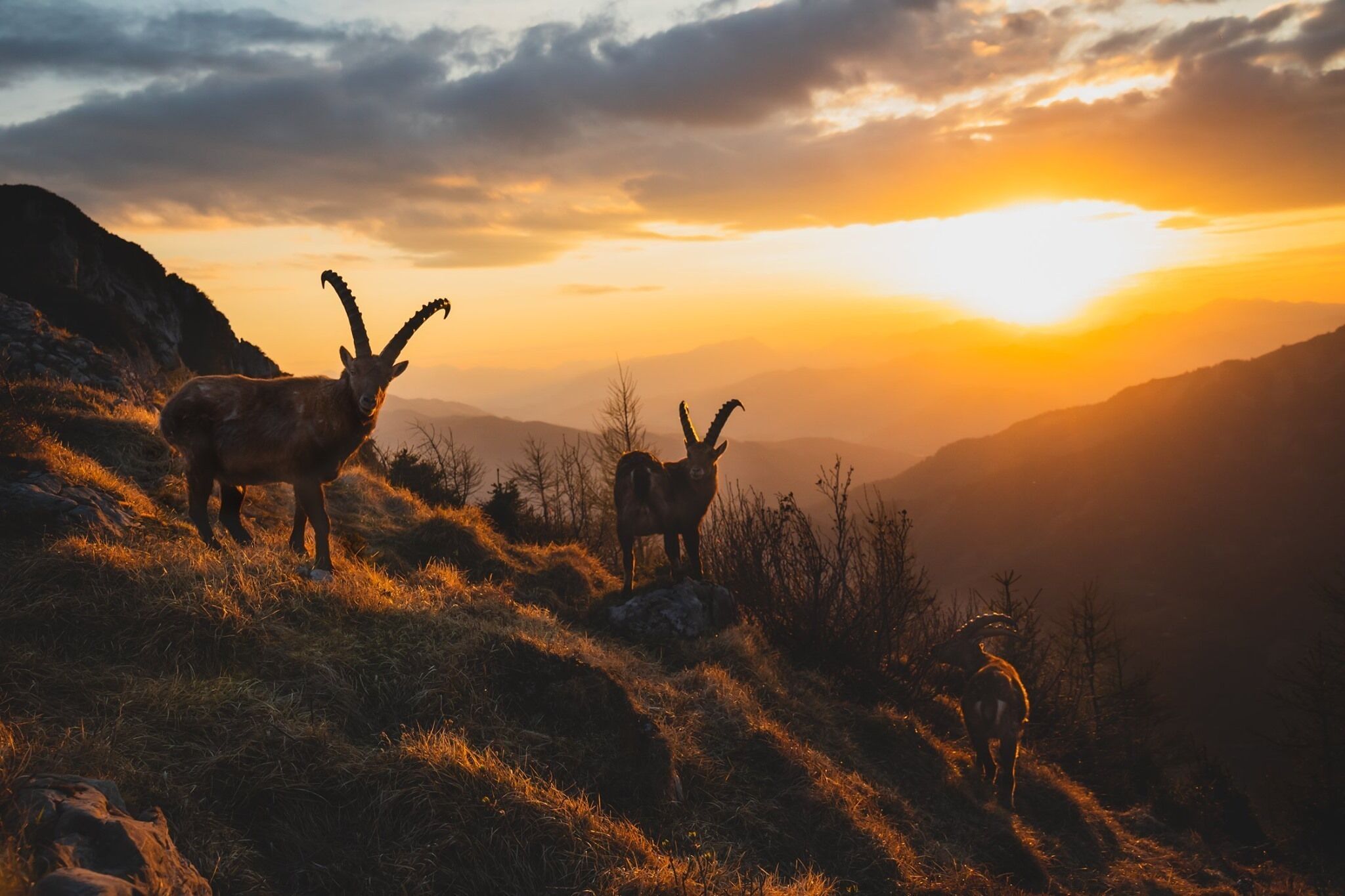 A mountain landscape with three goats at sunset.