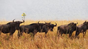 Un grupo de ñus en un campo de hierba.