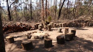 Une clairière dans la forêt, avec une pile de troncs d’arbres et plusieurs souches d’arbres disposées en cercle.