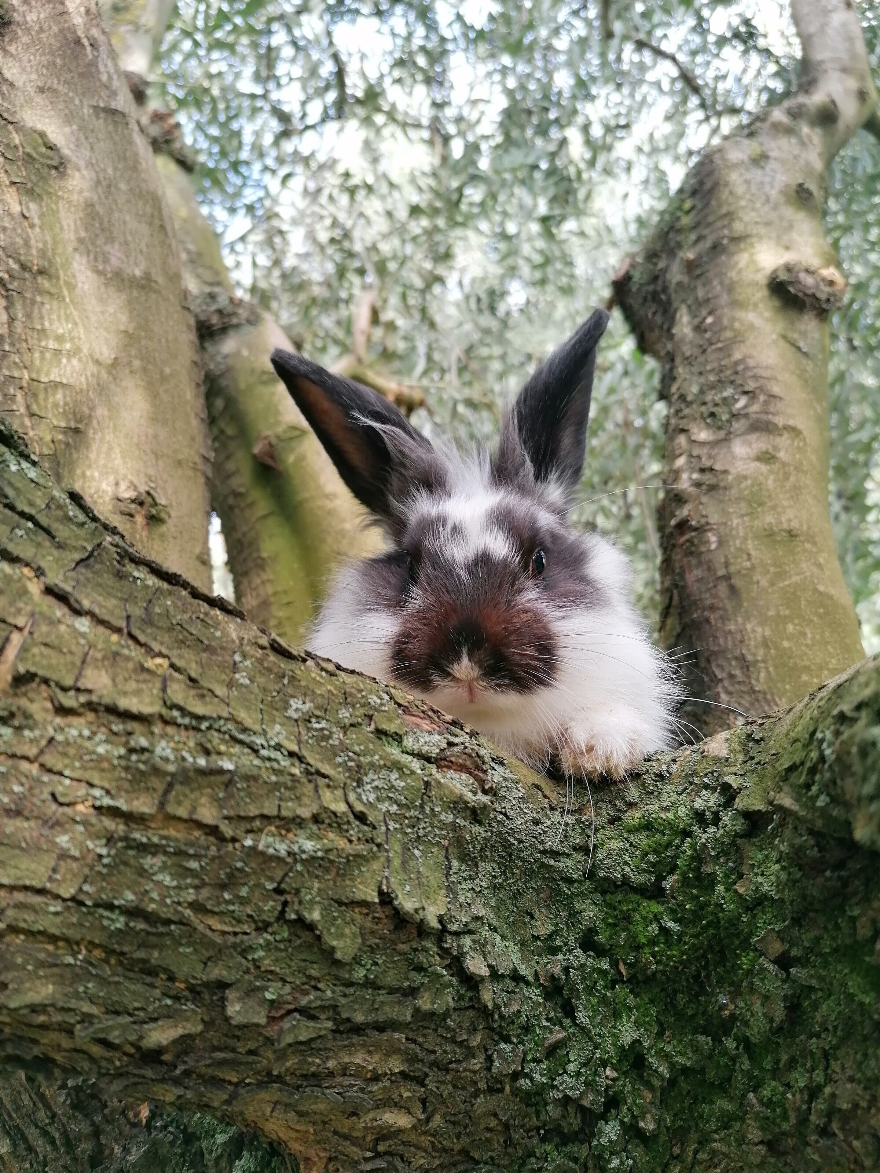 A rabbit peeking out from a tree branch.