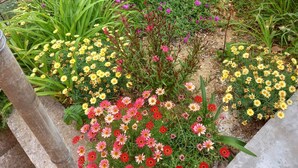 Um jardim com diversas plantas floridas e arbustos, incluindo flores amarelas, rosa e vermelhas.