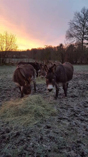 Property grounds - Le Grand Gîte du Domaine de la Boderie (Sainte-Honorine-la-Chardonne)