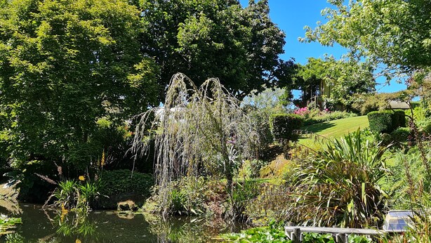 A serene garden with a pond, lush greenery, and a weeping willow tree.