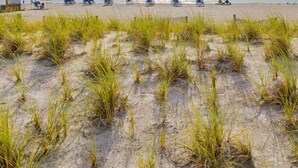 Ein Strand mit Reihen blauer Strandstühle und Liegen, ein sandiger Vordergrund mit Gras und ein klarer, blauer Himmel.