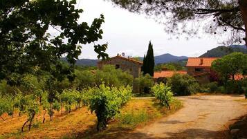 A vineyard with rows of grapevines, a stone building, and a dirt path.