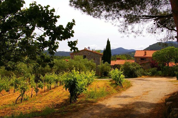 A vineyard with rows of grapevines, a stone building, and a dirt path.