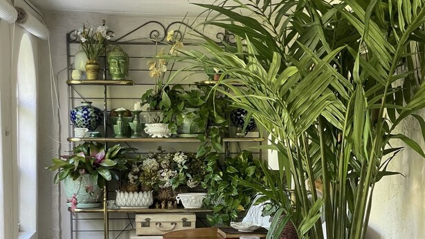 Una habitación acogedora con una planta grande en maceta, una mesa de madera y una silla. Hay estantes con varios objetos decorativos e plantas.