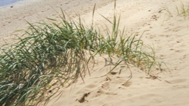 Ein sandiger Strand mit Gras im Vordergrund und ruhigem Meer im Hintergrund.