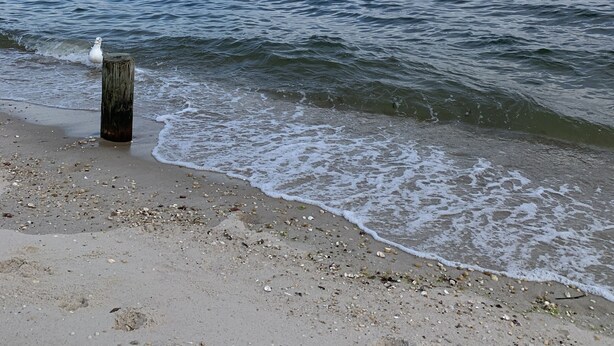 A beach with a wooden post and a bird on it, waves gently lapping at the shore, and a distant landmass under a partly cloudy sky.