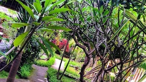 Un sendero de jardín con diversas plantas y una pequeña estructura de madera.
